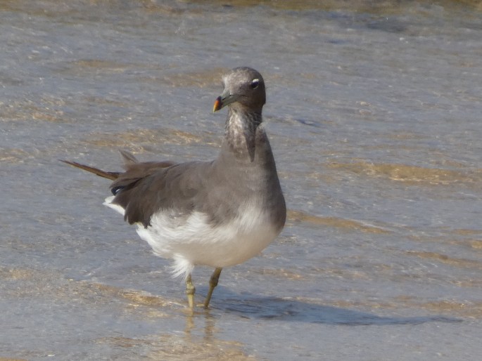 Ichthyaetus hemprichii, racek arabský