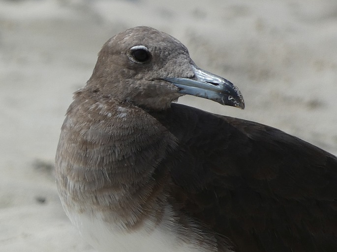 Ichthyaetus hemprichii, racek arabský