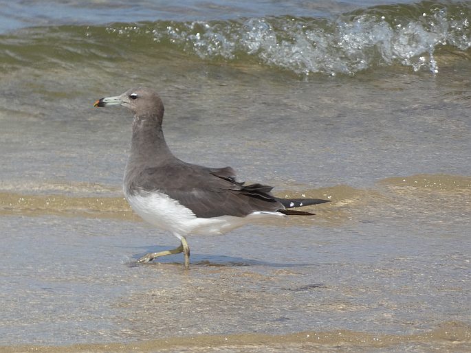 Ichthyaetus hemprichii, racek arabský