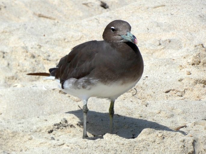 Ichthyaetus hemprichii, racek arabský