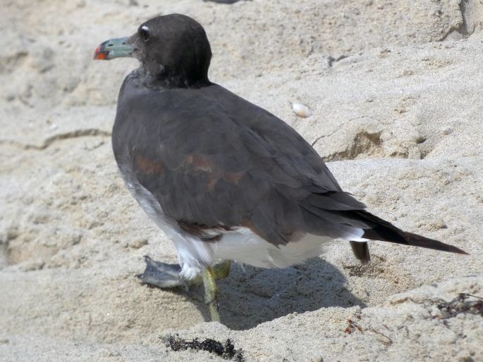 Ichthyaetus hemprichii, racek arabský