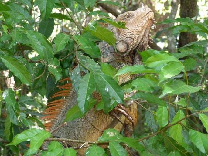 Iguana iguana, leguán zelený