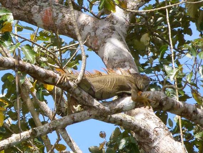 Iguana iguana, leguán zelený