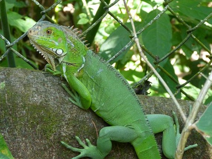 Iguana iguana, leguán zelený