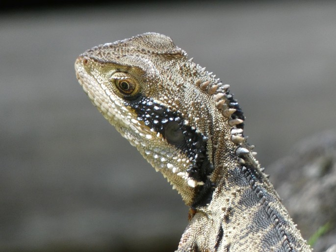 Intellagama lesueurii, agama vodní