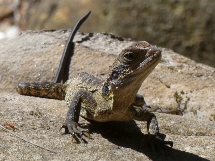 Intellagama lesueurii, agama vodní