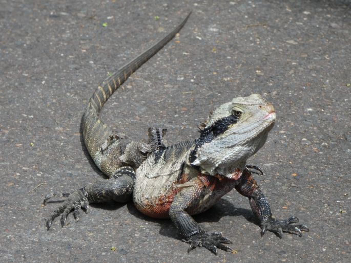 Intellagama lesueurii, agama vodní