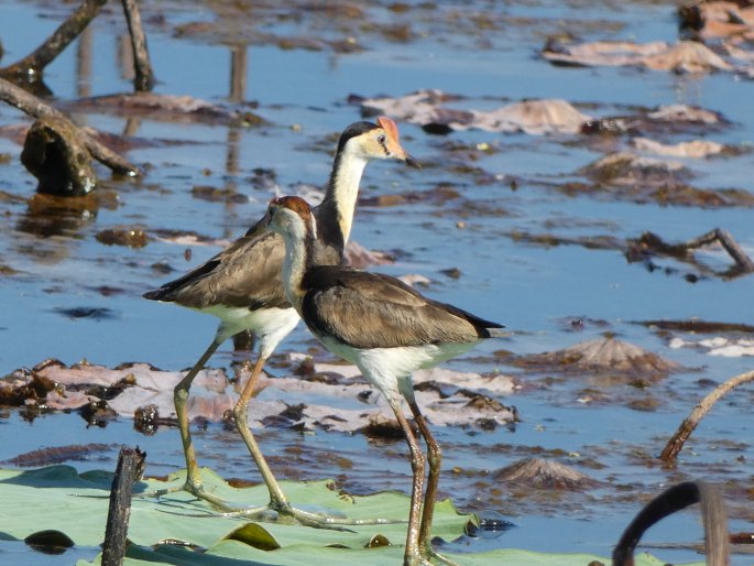 Irediparra gallinacea, ostnák lotosový