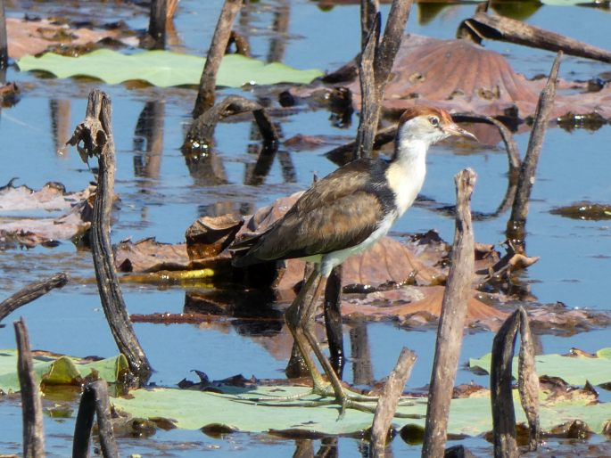 Irediparra gallinacea, ostnák lotosový