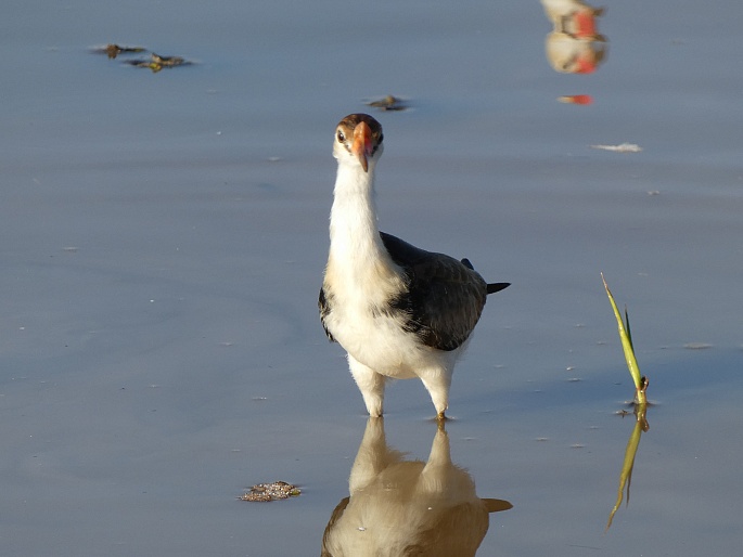 Irediparra gallinacea, ostnák lotosový