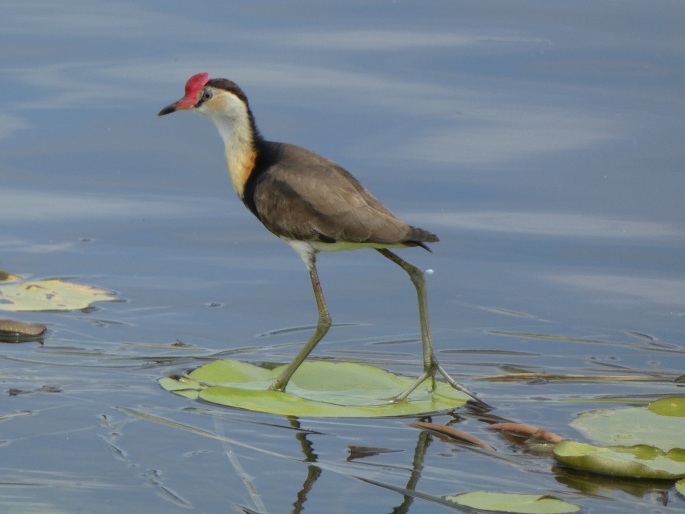 Irediparra gallinacea, ostnák lotosový