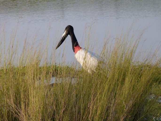 Jabiru mycteria, čáp jabir