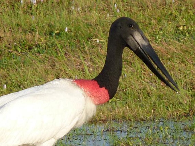 Jabiru mycteria, čáp jabir