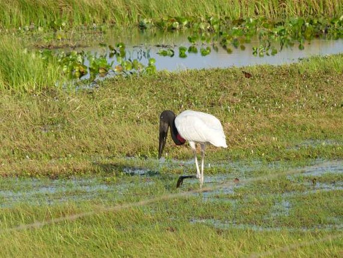 Jabiru mycteria, čáp jabir