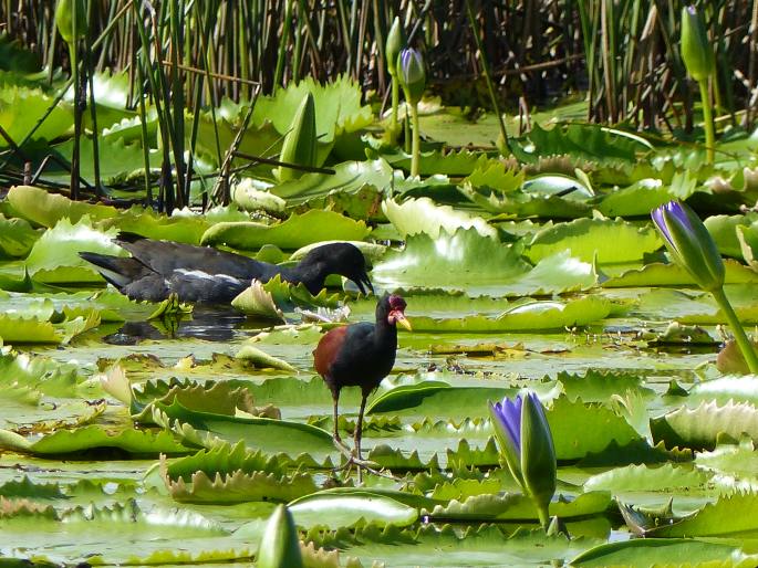 Jacana jacana, ostnák jihoamerický