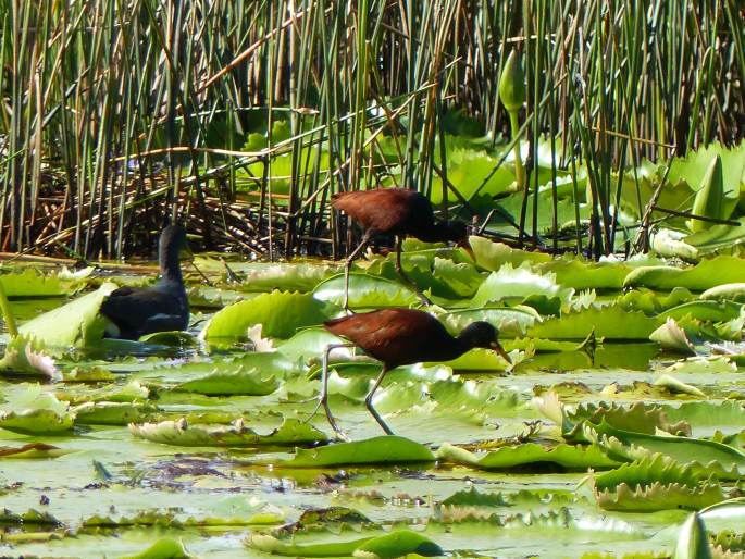 Jacana jacana, ostnák jihoamerický