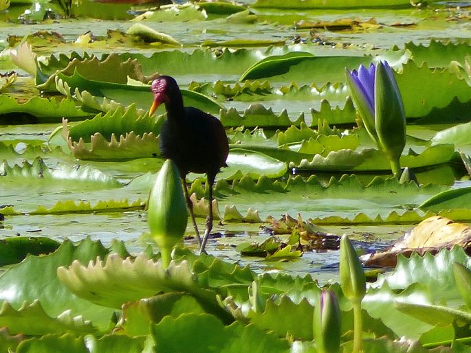 Jacana jacana, ostnák jihoamerický