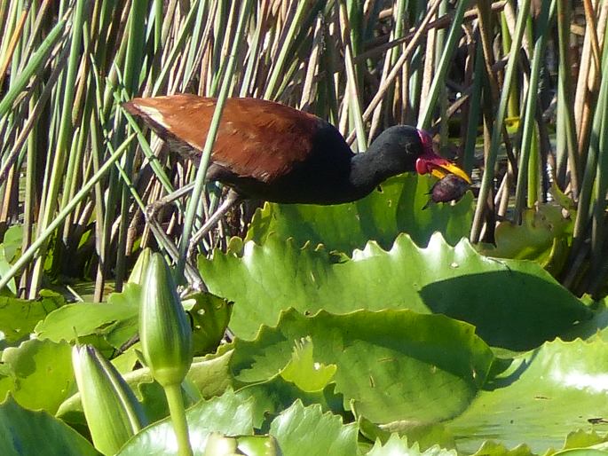 Jacana jacana, ostnák jihoamerický