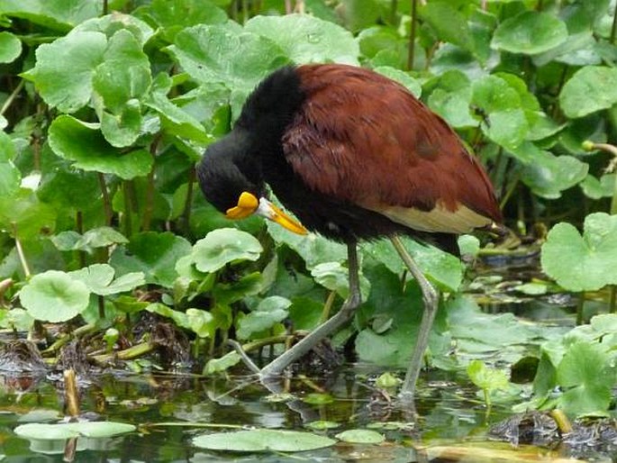 Jacana spinosa (Linnaeus, 1758); ostnák trnitý