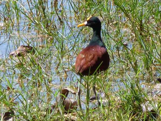 Jacana spinosa, ostnák trnitý