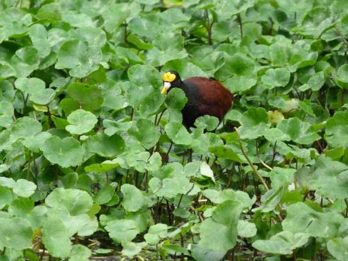 Jacana spinosa, ostnák trnitý