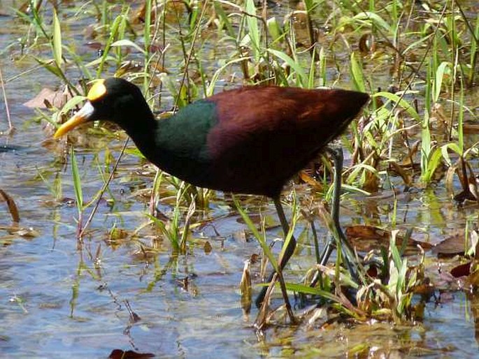 Jacana spinosa, ostnák trnitý