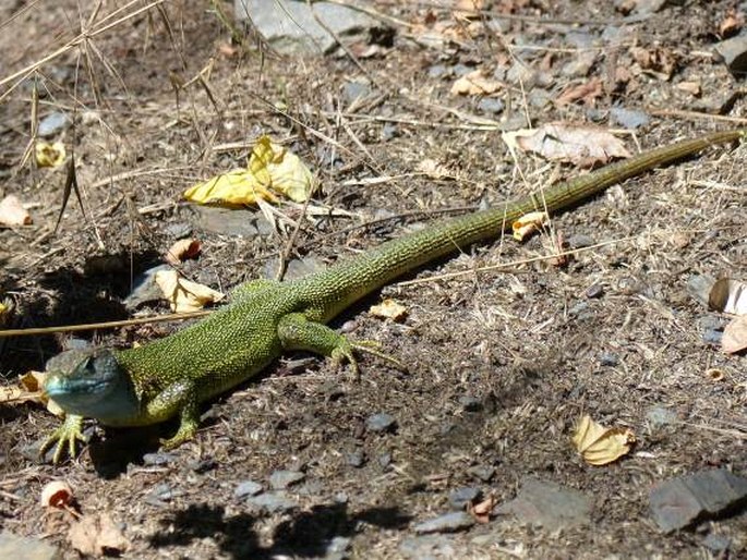 Lacerta viridis, ještěrka zelená