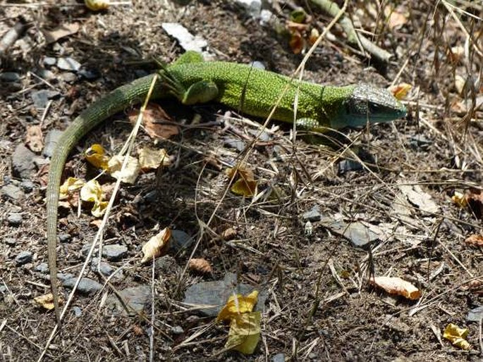 Lacerta viridis, ještěrka zelená