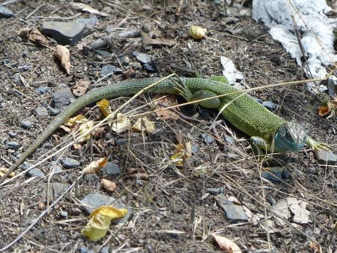 Lacerta viridis (Laurenti, 1768); ještěrka zelená