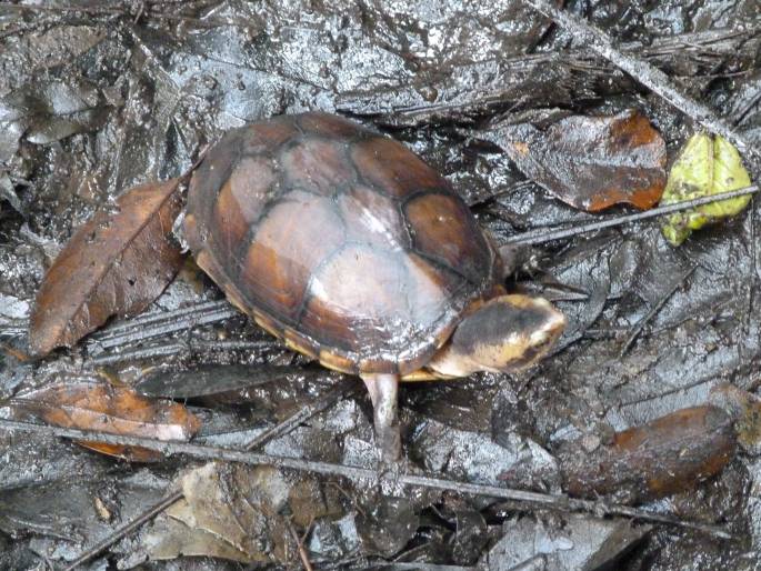 Kinosternon leucostomum, klapavka běloústá