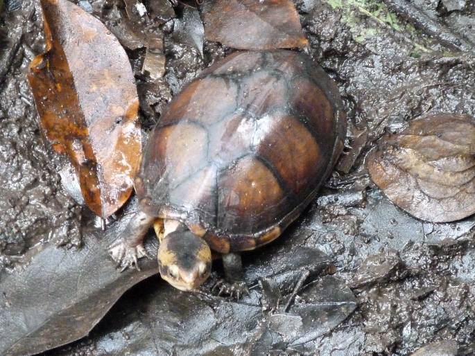 Kinosternon leucostomum, klapavka běloústá