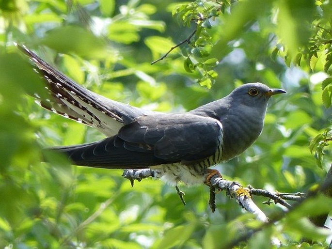 Cuculus canorus Linnaeus, 1758; kukačka obecná