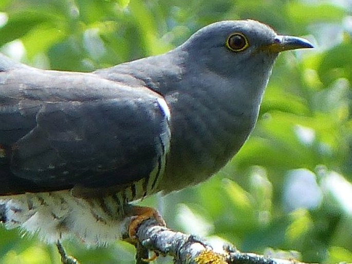 Cuculus canorus, kukačka obecná