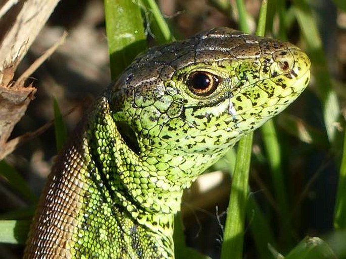 Lacerta agilis, ještěrka obecná