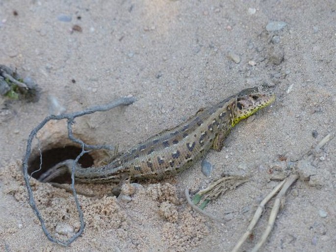 Lacerta agilis, ještěrka obecná