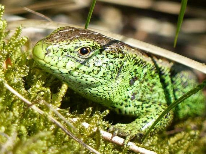 Lacerta agilis, ještěrka obecná