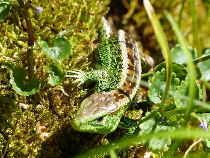 Lacerta agilis, ještěrka obecná