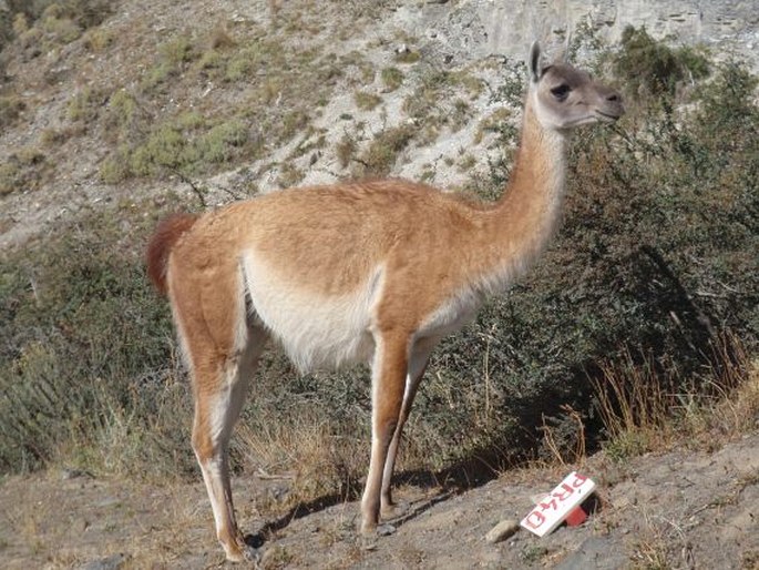 Lama guanicoe, lama guanako