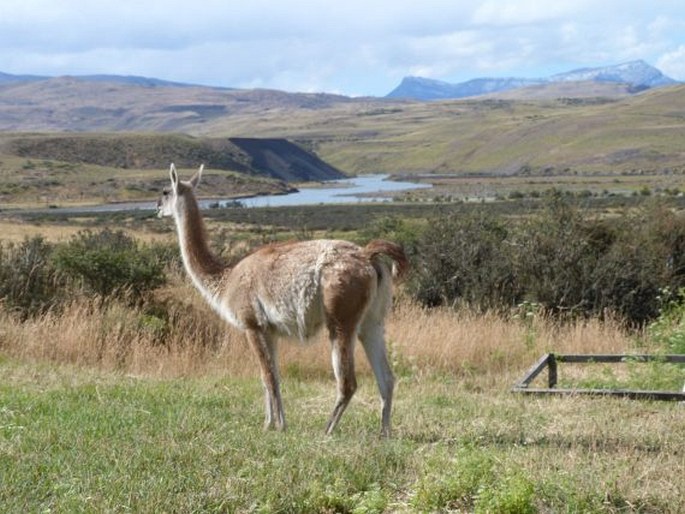 Lama guanicoe, lama guanako