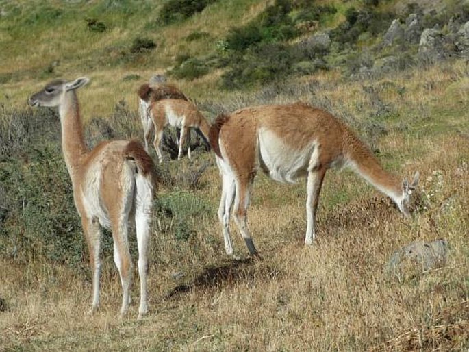 Lama guanicoe, lama guanako