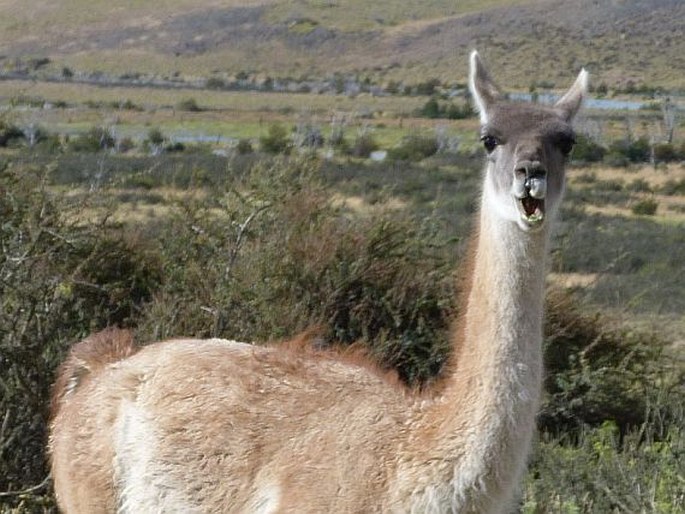 Lama guanicoe, lama guanako