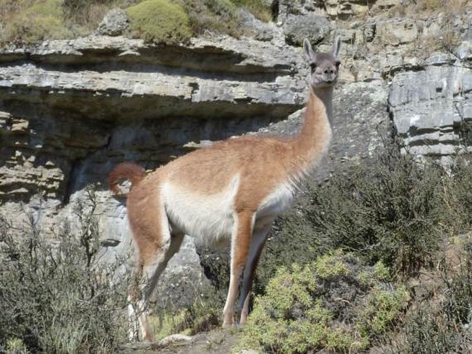 Lama guanicoe (Müller, 1776); lama guanako