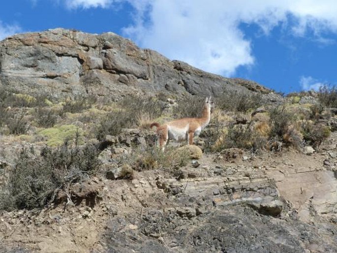 Lama guanicoe, lama guanako