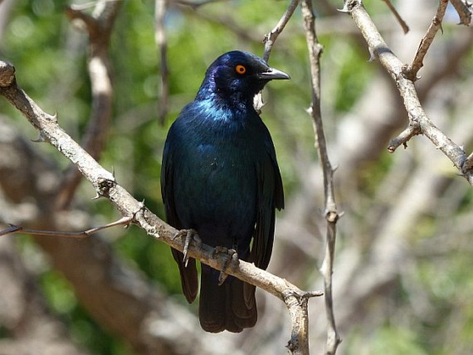 Lamprotornis nitens, leskoptev savanová