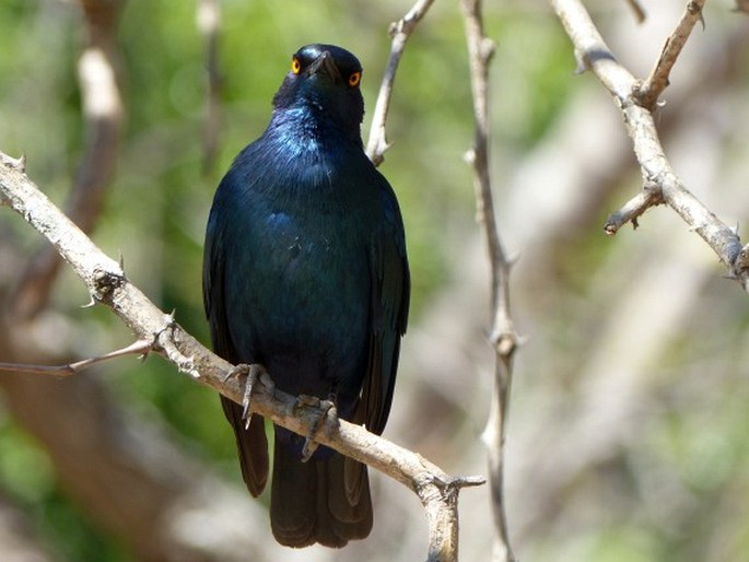 Lamprotornis nitens, leskoptev savanová