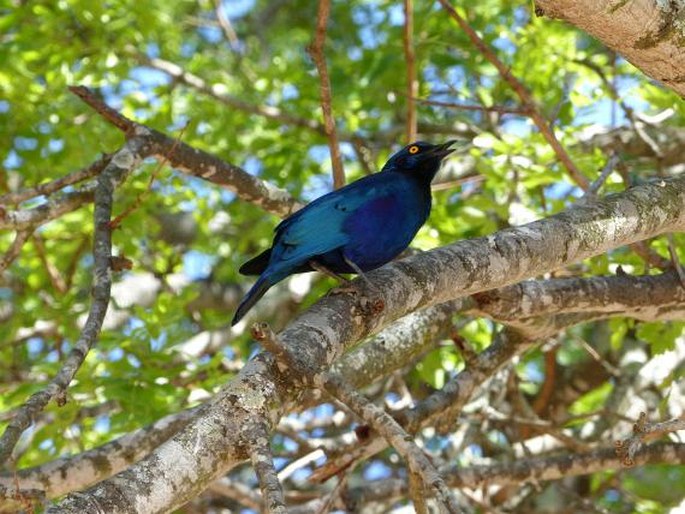 Lamprotornis nitens, leskoptev savanová