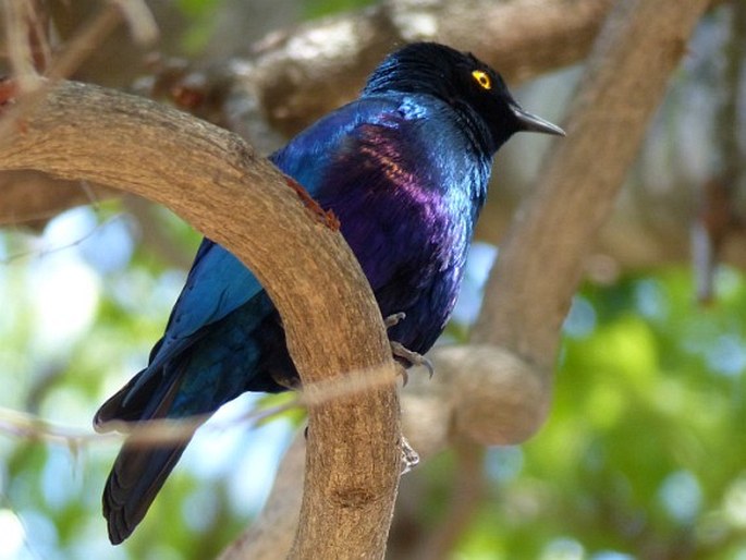 Lamprotornis nitens, leskoptev savanová