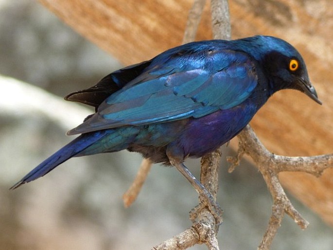 Lamprotornis nitens, leskoptev savanová