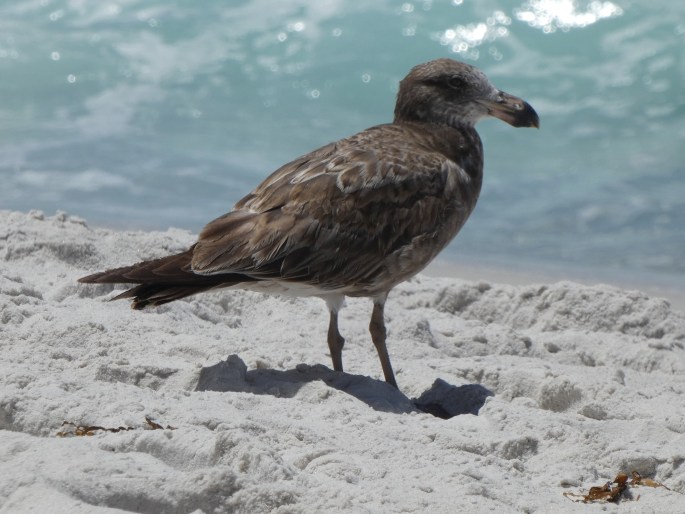 Larus pacificus, racek velkozobý