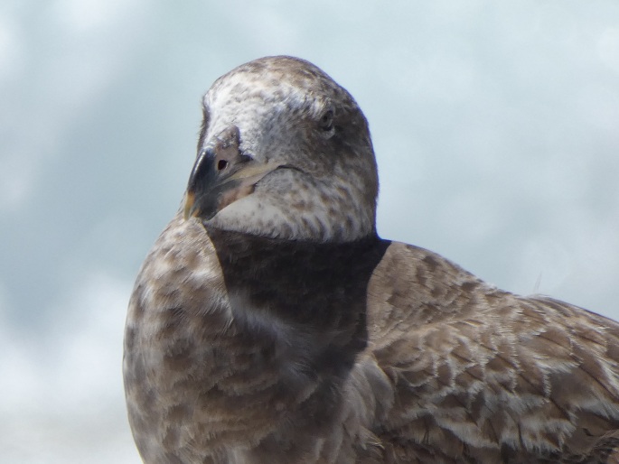 Larus pacificus, racek velkozobý